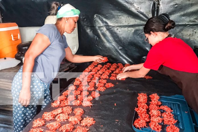 Foto: Cajeta de leche, huevos chimbos y más: Dulces tradicionales que llevaron a Liliana Solano al éxito. ¡Orgullo de Teustepe!/TN8