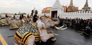 Foto: Elefante pisotea a varias personas en Tailandia /Cortesía