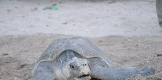 Foto: MARENA reporta más de 3,000 tortugas protegidas en el refugio La Flor