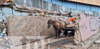 Foto: Depósitos autorizados para basura en Managua /TN8