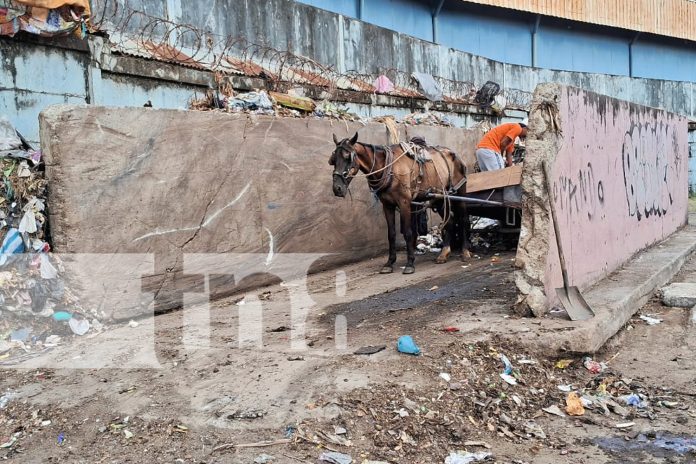 Foto: Depósitos autorizados para basura en Managua /TN8 Foto: Depósitos autorizados para basura en Managua /TN8