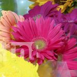 Flores frescas y económicas en el Mercado Roberto Huembes para tu media naranja Foto: Mercado Roberto Huembes tiene flores lindas y baratas /TN8
