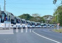 Con pasos firmes, Nicaragua avanza con 110 nuevas unidades en su transporte Foto: Nicaragua impulsa la modernización del transporte público /TN8