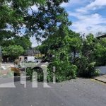 Foto: Caída de gran árbol en la Colonia 10 de Junio, Managua / TN8