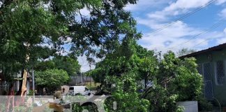 Foto: Caída de gran árbol en la Colonia 10 de Junio, Managua / TN8