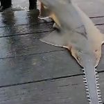 Impresionante: Liberan pez sierra de más de 2 metros en el Río San Juan Foto: Pez sierra en Río San Juan