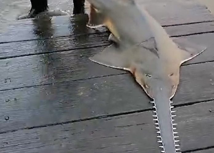 Foto: Pez sierra en Río San Juan Foto: Pez sierra en Río San Juan