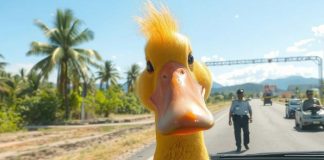 Foto: Más personas detenidas en Nicaragua por conducir sin licencia (imagen IA con referencia de un pato(