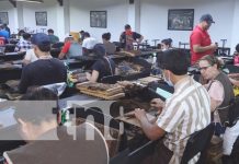 Adiós vacaciones y de vuelta al «pegue» con fábricas de tabaco en Estelí Foto: Fábricas de tabaco en Estelí / TN8