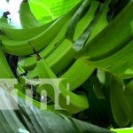 El plátano de Ometepe: un éxito que traspasa fronteras y nutre a Nicaragua Foto: Oro verde, gran producción de plátano desde la Isla de Ometepe / TN8