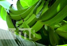 El plátano de Ometepe: un éxito que traspasa fronteras y nutre a Nicaragua Foto: Oro verde, gran producción de plátano desde la Isla de Ometepe / TN8
