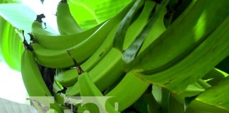 Foto: Oro verde, gran producción de plátano desde la Isla de Ometepe / TN8