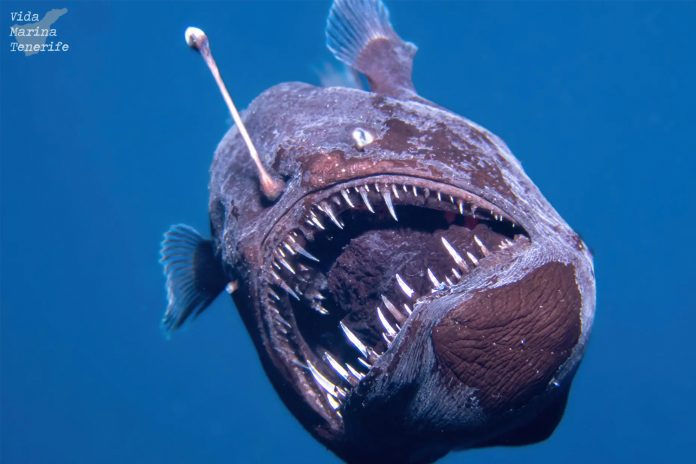 Foto: Encuentran pez diablo en Tenerife/Cortesía