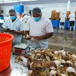 Nicaragua se consolida como potencia en exportación pesquera: China, un destino crucial Foto: INPESCA monitorea estado de la langosta en Bilwi