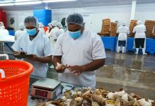 Nicaragua se consolida como potencia en exportación pesquera: China, un destino crucial Foto: INPESCA monitorea estado de la langosta en Bilwi
