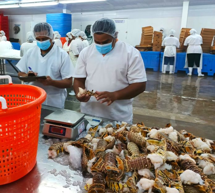 Foto: INPESCA monitorea estado de la langosta en Bilwi