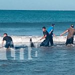 Delfín varado en playa El Velero es rescatado y devuelto al mar Foto: Delfín varado en playa El Velero es rescatado y devuelto al mar/TN8