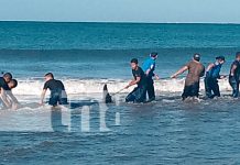 Delfín varado en playa El Velero es rescatado y devuelto al mar Foto: Delfín varado en playa El Velero es rescatado y devuelto al mar/TN8