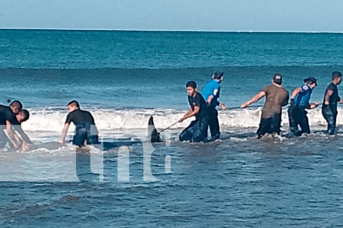 Foto: Delfín varado en playa El Velero es rescatado y devuelto al mar/TN8