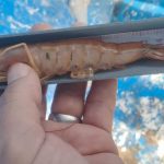 INPESCA inicia monitoreo biológico del camarón costero en el Pacífico