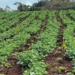 Frijol de Apante: clave para la seguridad alimentaria y exportaciones en Nicaragua