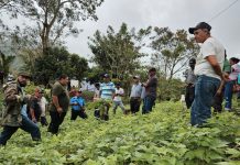 INTA promueve la agricultura sostenible en Jinotega con capacitaciones Foto: INTA llevó a cabo una exitosa presentación en la comunidad Santa Lucía/Cortesía