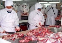 Producción de carne bovina en Nicaragua supera los 33 millones de libras Foto: Producción de carne bovina en Nicaragua supera los 33 millones de libras / Cortesía