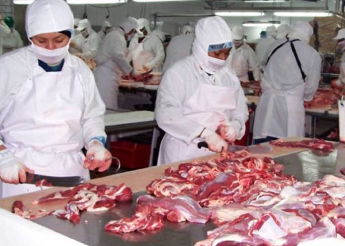 Foto: Producción de carne bovina en Nicaragua supera los 33 millones de libras / Cortesía