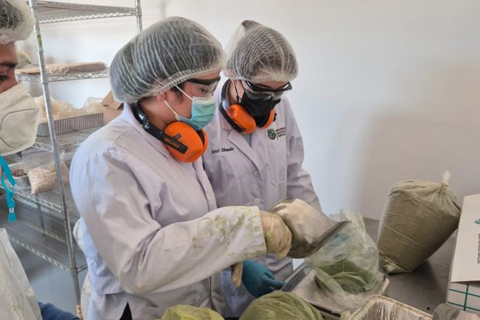 Foto: Capacitación en Moringa: 200 protagonistas fortalecen sus conocimientos en Izapa, León/Cortesía