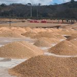 Más de 2.3 millones de quintales de café acopiados en beneficios secos