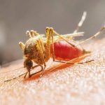 Alarmante brote de dengue en Perú deja al amenos 17 muertos Foto: El dengue avanza en Perú /cortesía