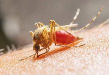 Alarmante brote de dengue en Perú deja al amenos 17 muertos Foto: El dengue avanza en Perú /cortesía