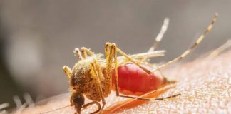 Foto: El dengue avanza en Perú /cortesía