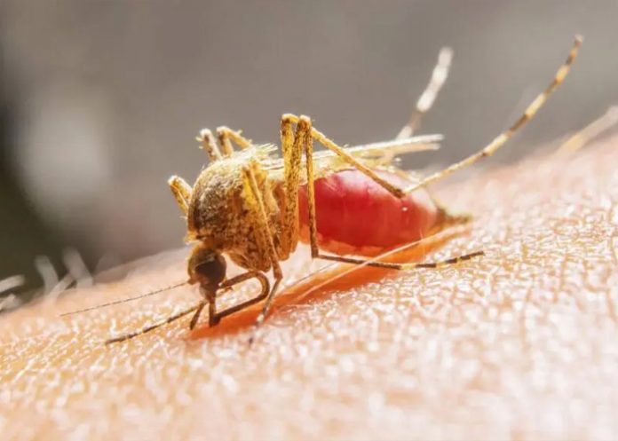 Foto: El dengue avanza en Perú /cortesía Foto: El dengue avanza en Perú /cortesía