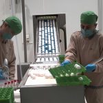 Nicaragua inicia exportación de ovoproductos a Cuba con altos estándares sanitarios