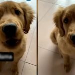 Foto: Perrito viral /cortesía