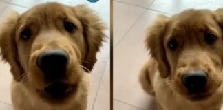 Foto: Perrito viral /cortesía
