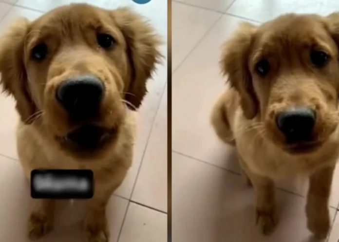 Foto: Perrito viral /cortesía