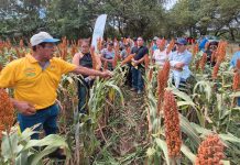 Se presentan avances en la producción de maíz híbrido en Nicaragua Foto: INTA llevó a cabo un Encuentro con Productores/Cortesía