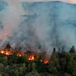 Foto: Los Bosques Andino Patagónicos de Argentina/Cortesía
