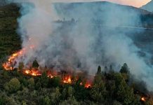 Incendios arrasan más de 15.000 hectáreas en los Bosques Andino de Argentina Foto: Los Bosques Andino Patagónicos de Argentina/Cortesía