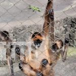 El Zoológico Nacional: un destino de aventura y aprendizaje en Nicaragua Foto: El Zoológico de Nicaragua sigue siendo el destino favorito de las familias nicaragüenses. Más de 1.200 animales te esperan ./TN8
