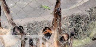 Foto: El Zoológico de Nicaragua sigue siendo el destino favorito de las familias nicaragüenses. Más de 1.200 animales te esperan ./TN8
