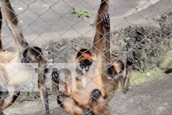 Foto: El Zoológico de Nicaragua  sigue siendo el destino favorito de las familias nicaragüenses. Más de 1.200 animales te esperan ./TN8 Foto: El Zoológico de Nicaragua sigue siendo el destino favorito de las familias nicaragüenses. Más de 1.200 animales te esperan ./TN8