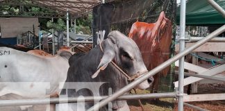 Foto: Inicia feria ganadera 2025 en Matagalpa/TN8