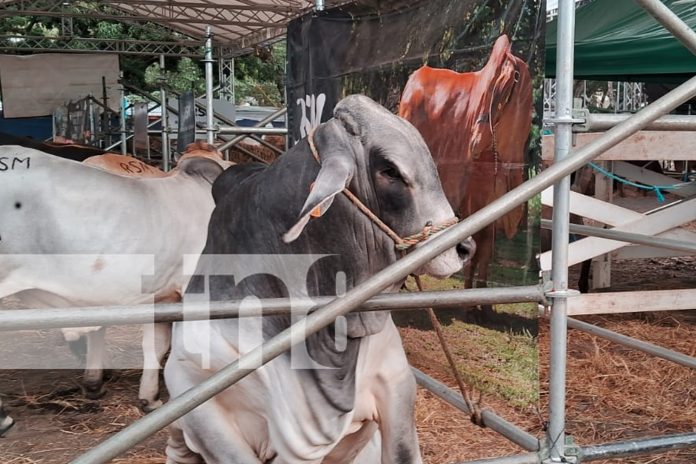 Foto: Inicia feria ganadera 2025 en Matagalpa/TN8