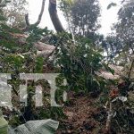 Tragedia en Jalapa: hombre muere al ser alcanzado por rama de árbol mientras trabajaba Foto: Tragedia en Jalapa: hombre muere al ser alcanzado por rama de árbol mientras trabajaba/TN8
