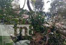 Tragedia en Jalapa: hombre muere al ser alcanzado por rama de árbol mientras trabajaba Foto: Tragedia en Jalapa: hombre muere al ser alcanzado por rama de árbol mientras trabajaba/TN8