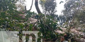 Foto: Tragedia en Jalapa: hombre muere al ser alcanzado por rama de árbol mientras trabajaba/TN8