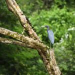 Unidos por la naturaleza: MARENA refuerza protección de Los Guatuzos-Río San Juan Foto: Unidos por la naturaleza: MARENA refuerza protección de Los Guatuzos-Río San Juan /Cortesía